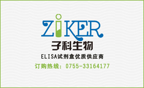 大鼠内皮素2(EDN2)ELISA试剂盒