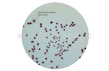 印度HiMedia 耶尔森菌显色培养基